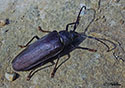 California prionus, Cerambycidae